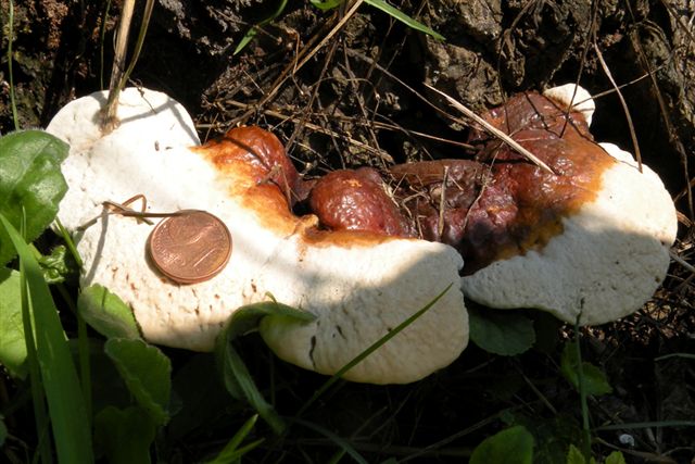 Ganoderma: serve la micro?